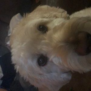 Meet your Posher, Kajja